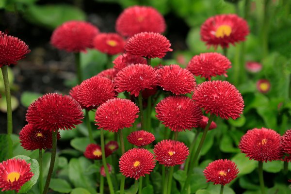 Comment un râteau peut améliorer la santé de votre sol