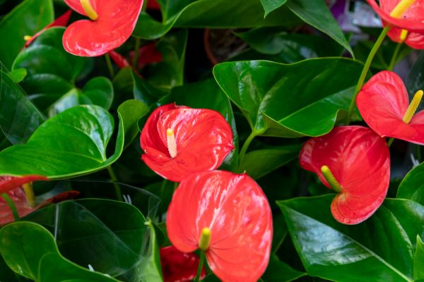 Anthurium : conseils essentiels pour un entretien réussi